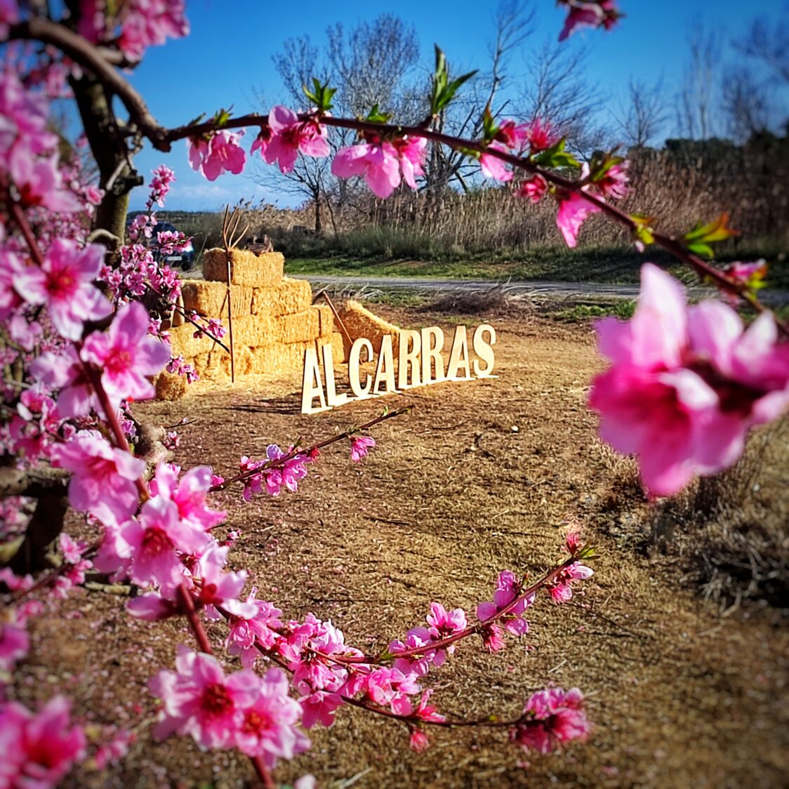 Alcarràs Florit